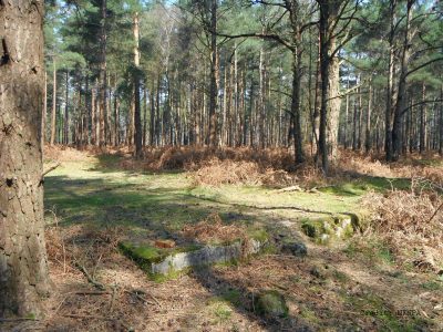 D-Day Camps in Roydon Woods. Marshalling Camp B8 – New Forest Knowledge